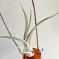 Tillandsia Oh my