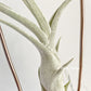 Tillandsia Oh my