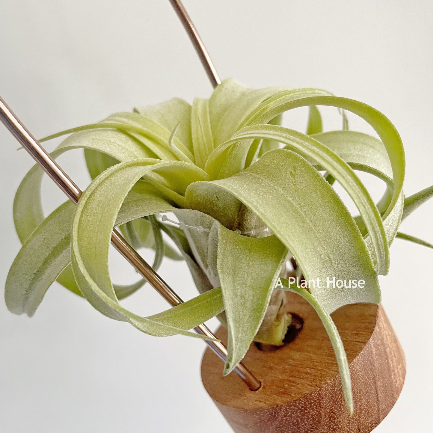 Tillandsia My Sweet Rose