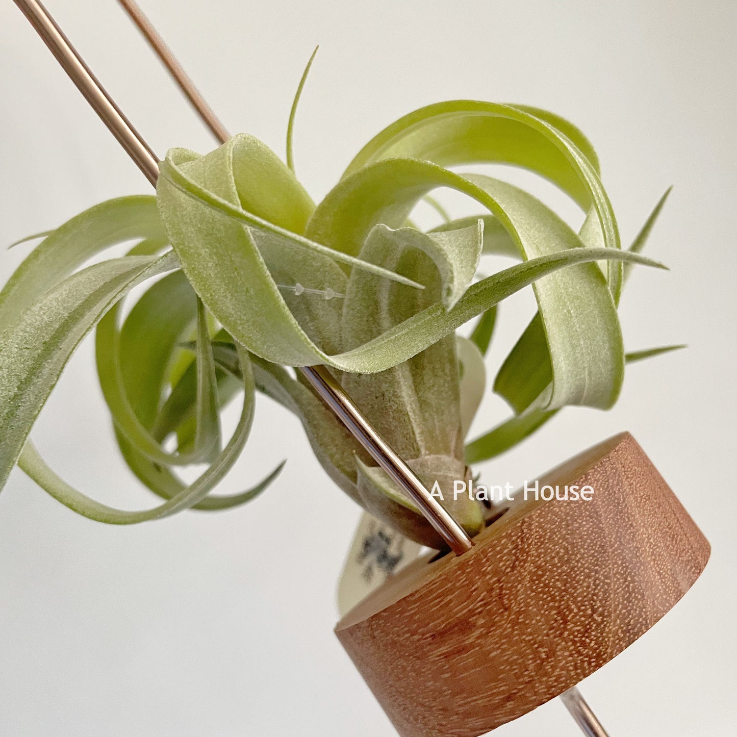 Tillandsia My Sweet Rose