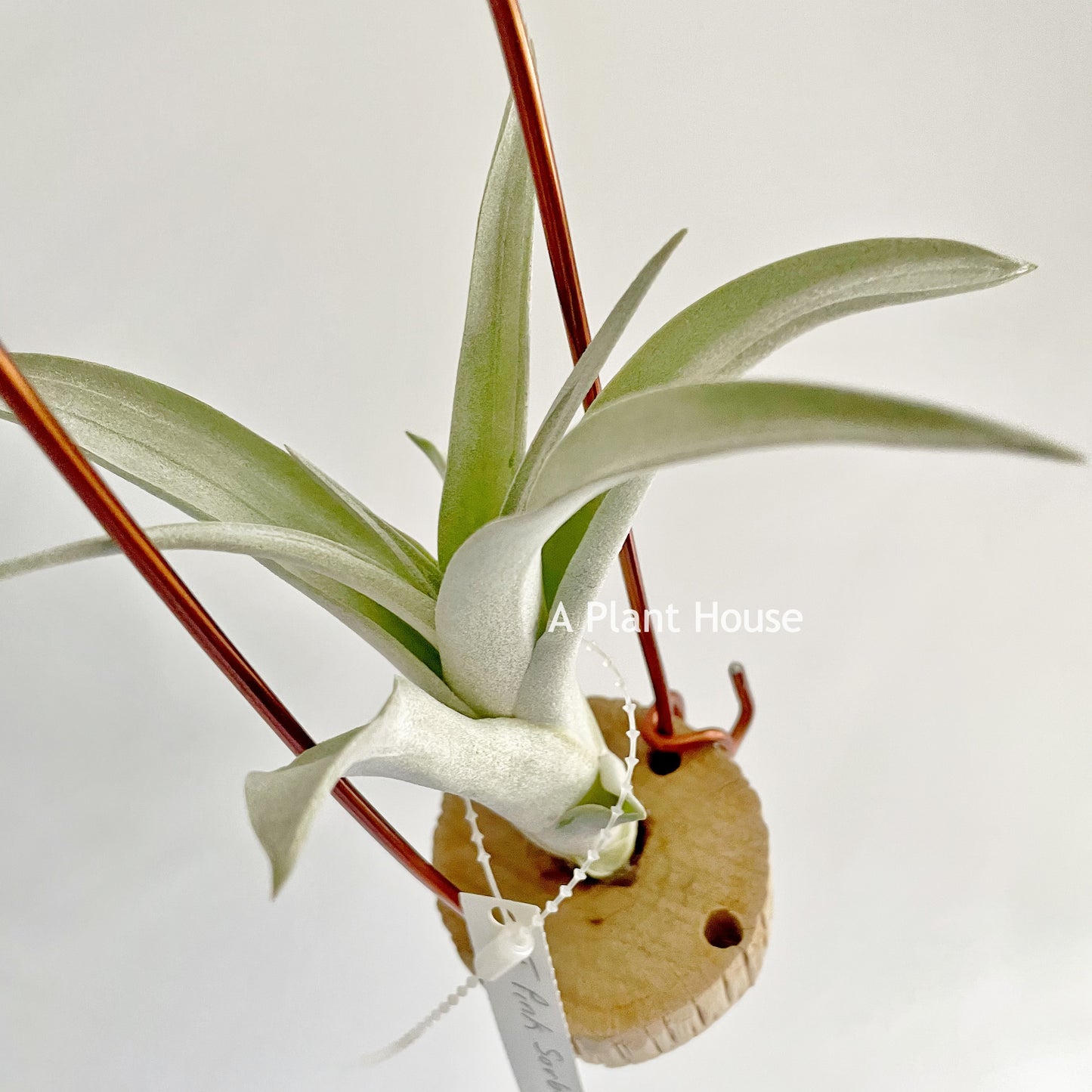 Tillandsia Pink Sorbet