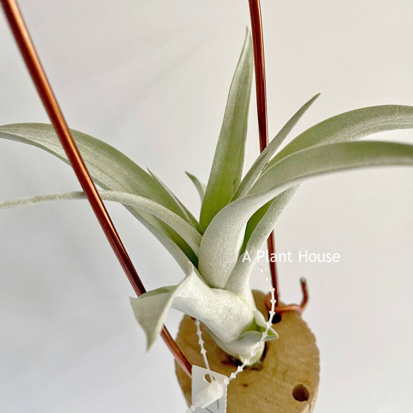 Tillandsia Pink Sorbet