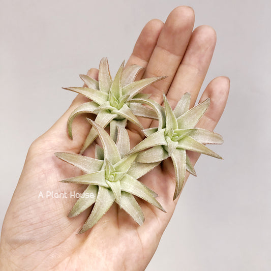 Tillandsia Ionantha V. Van-Hyningii Jumbo