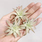 Tillandsia Ionantha V. Van-Hyningii Jumbo