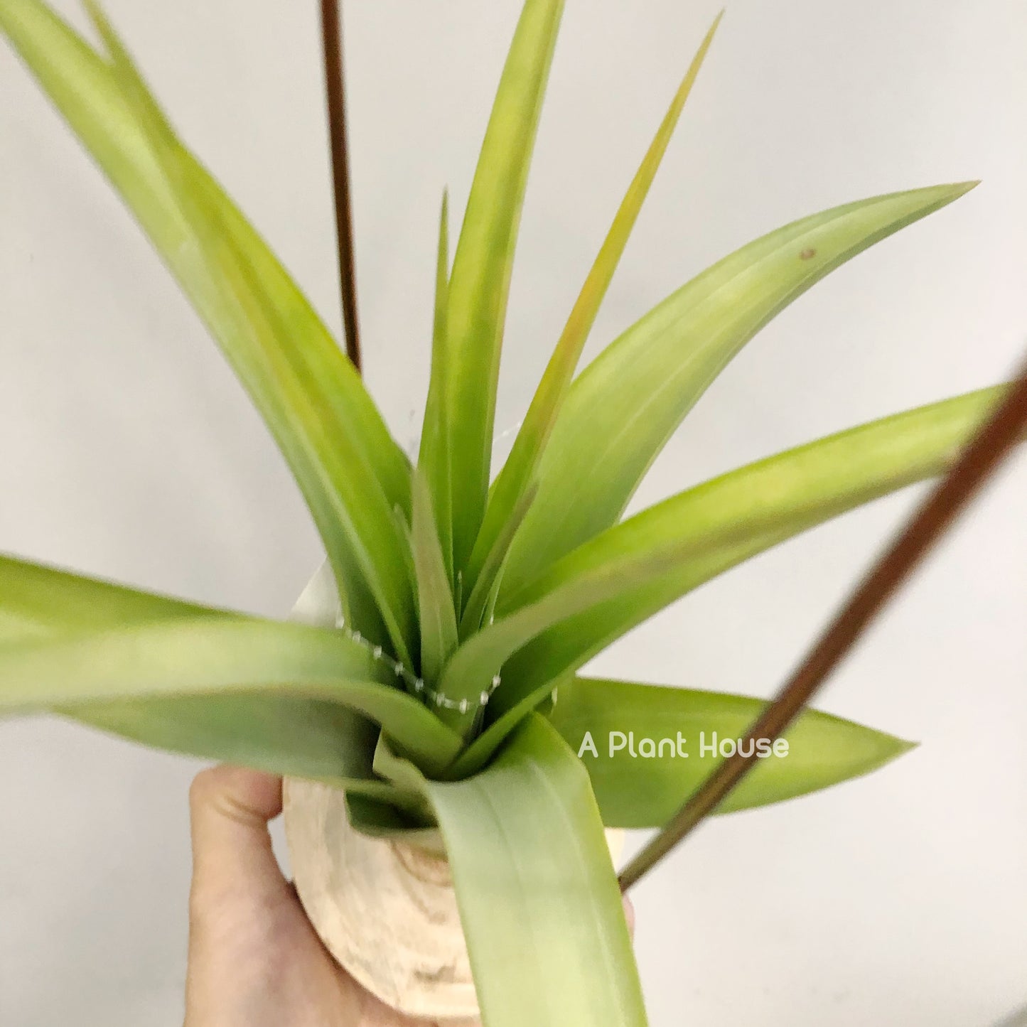 Tillandsia Pacific Sunset