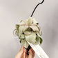 Tillandsia Regal Rene