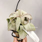 Tillandsia Regal Rene