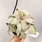 Tillandsia Regal Rene