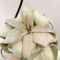 Tillandsia Regal Rene