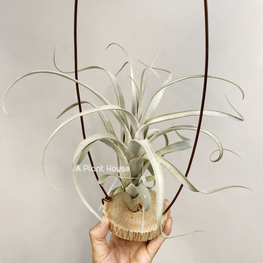 Tillandsia Fat Boy