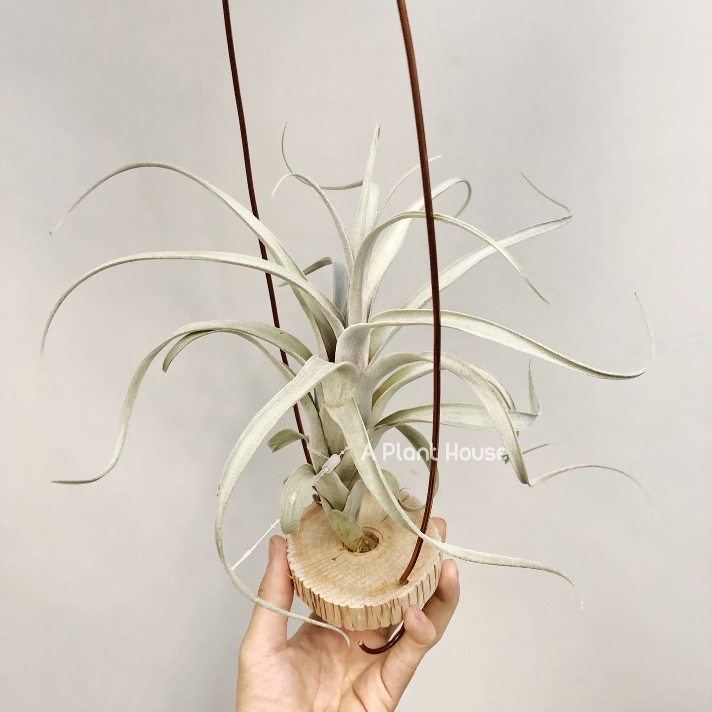 Tillandsia Fat Boy