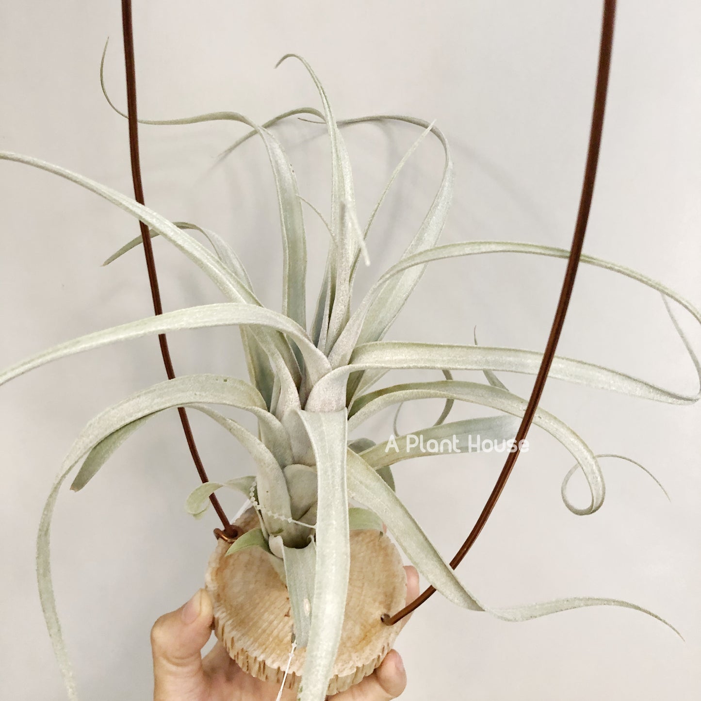 Tillandsia Fat Boy