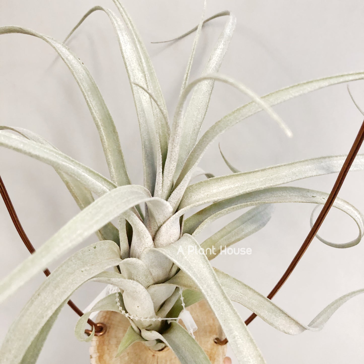 Tillandsia Fat Boy