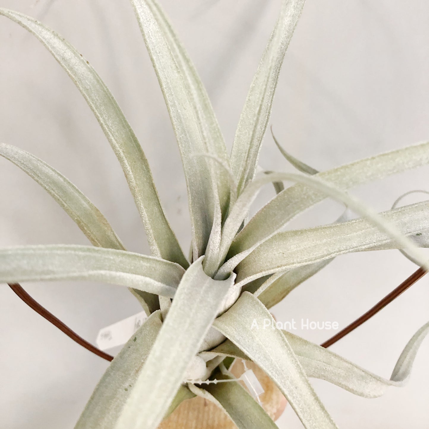 Tillandsia Fat Boy