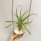 Tillandsia My Sweet Rose