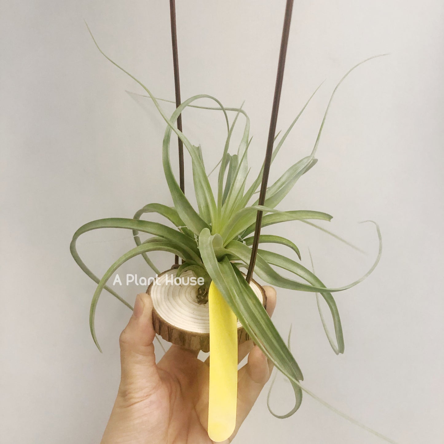 Tillandsia Heather’s Blush