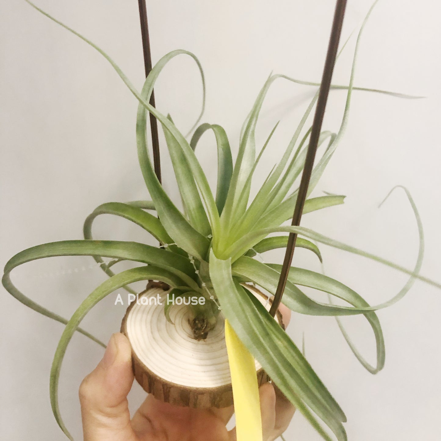 Tillandsia Heather’s Blush