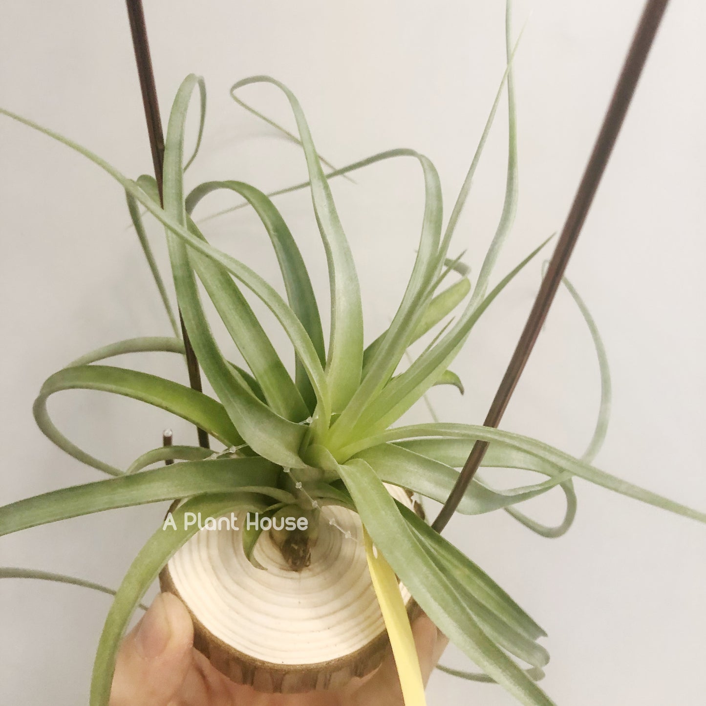 Tillandsia Heather’s Blush