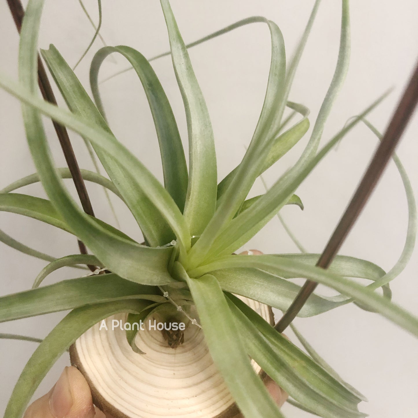 Tillandsia Heather’s Blush