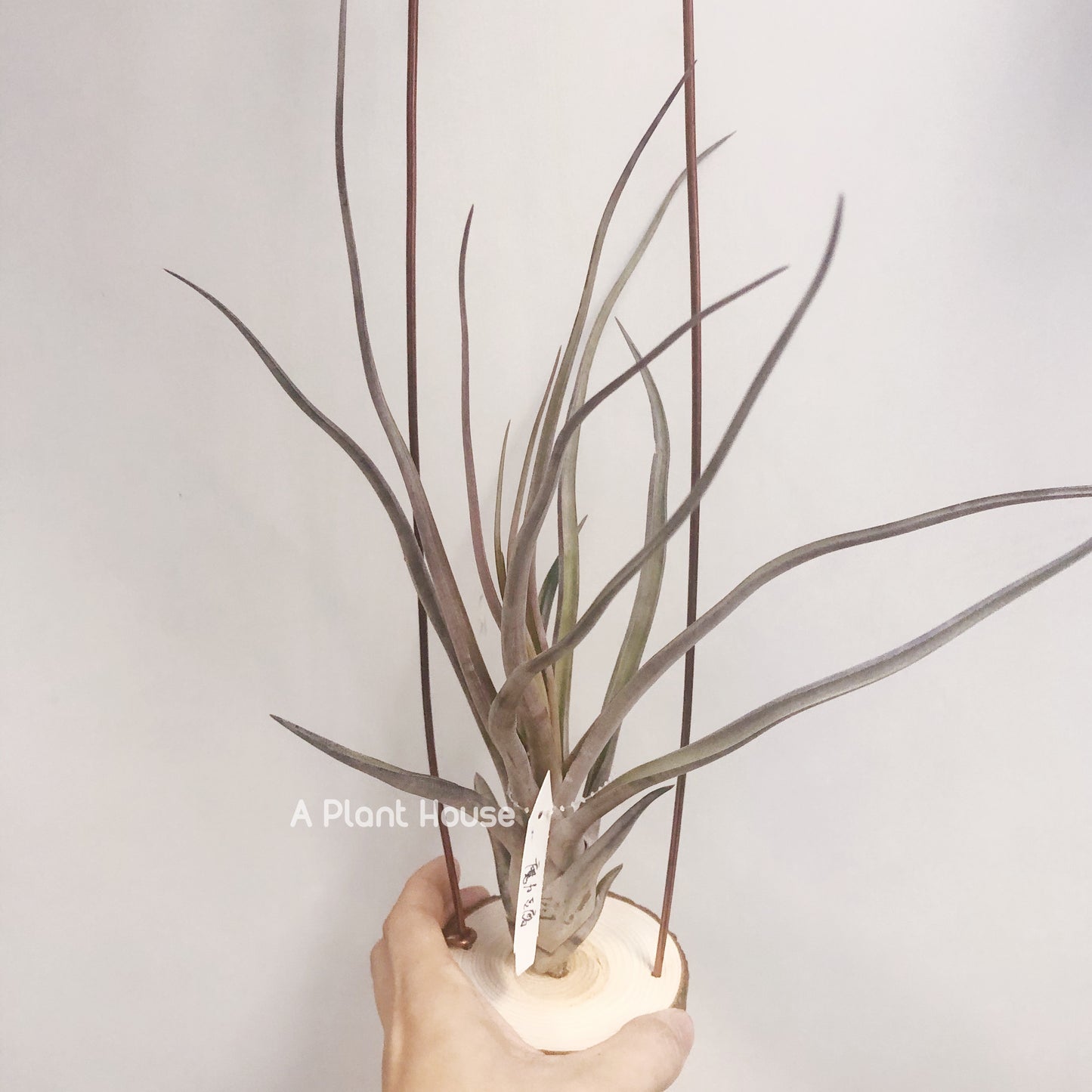 Tillandsia Mali Dofitas