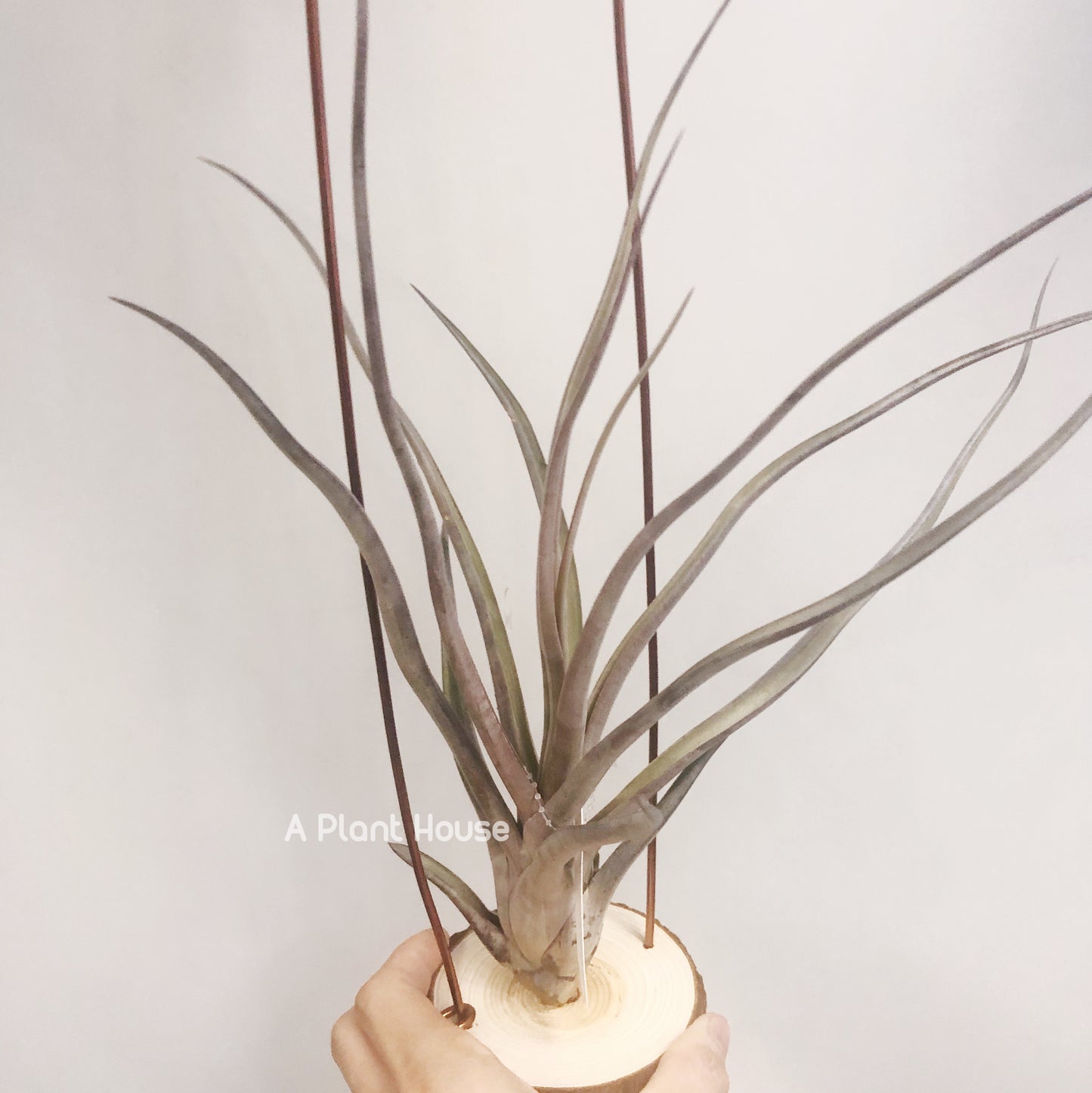 Tillandsia Mali Dofitas