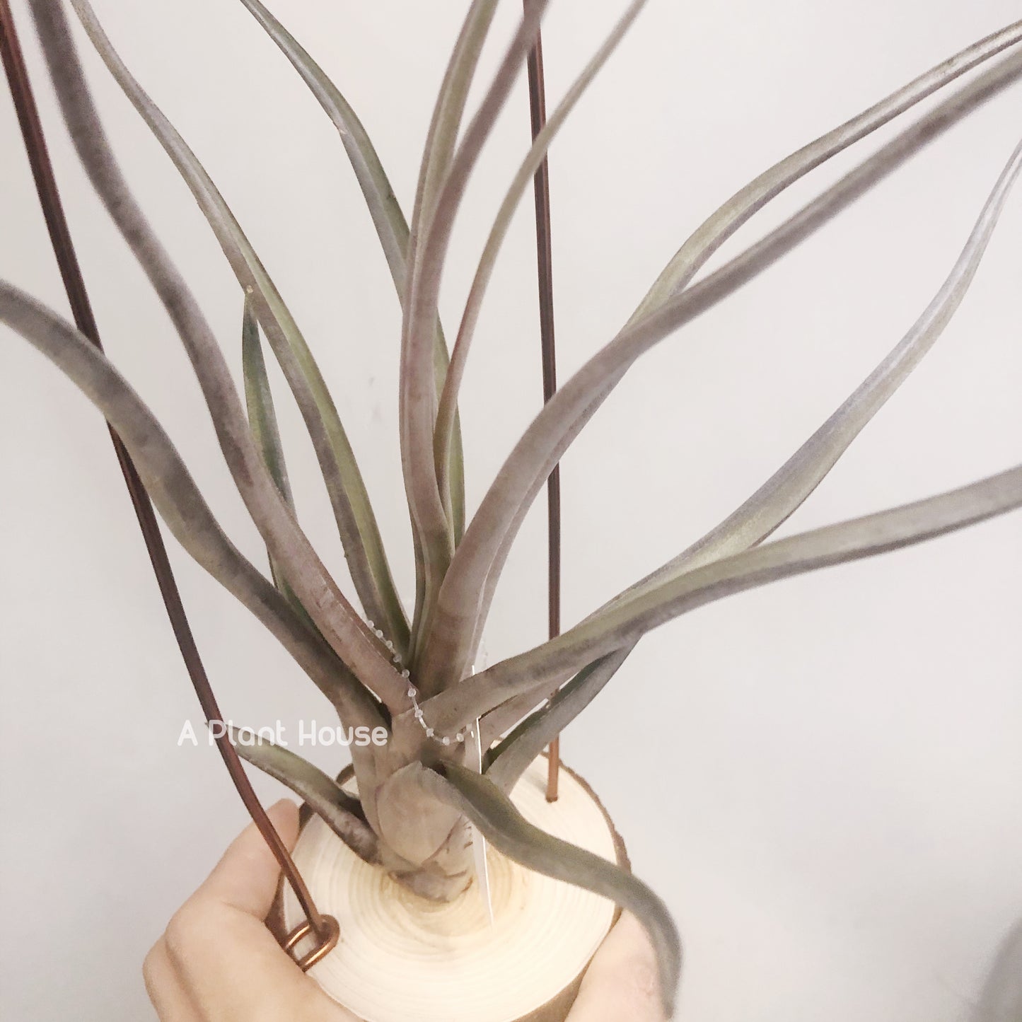 Tillandsia Mali Dofitas