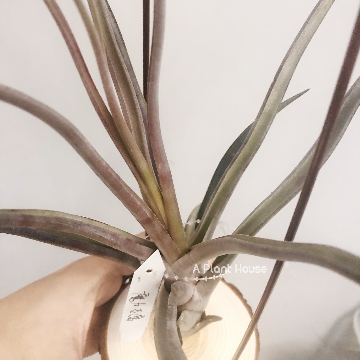 Tillandsia Mali Dofitas