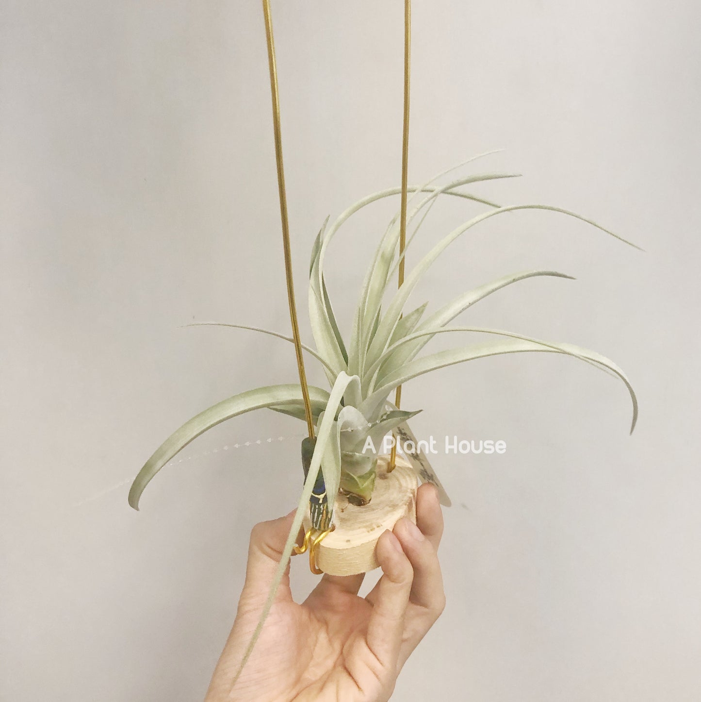 Tillandsia Exserta x Capitata