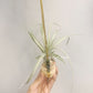 Tillandsia Exserta x Capitata