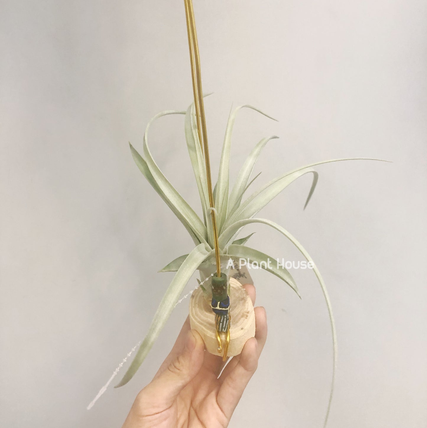 Tillandsia Exserta x Capitata