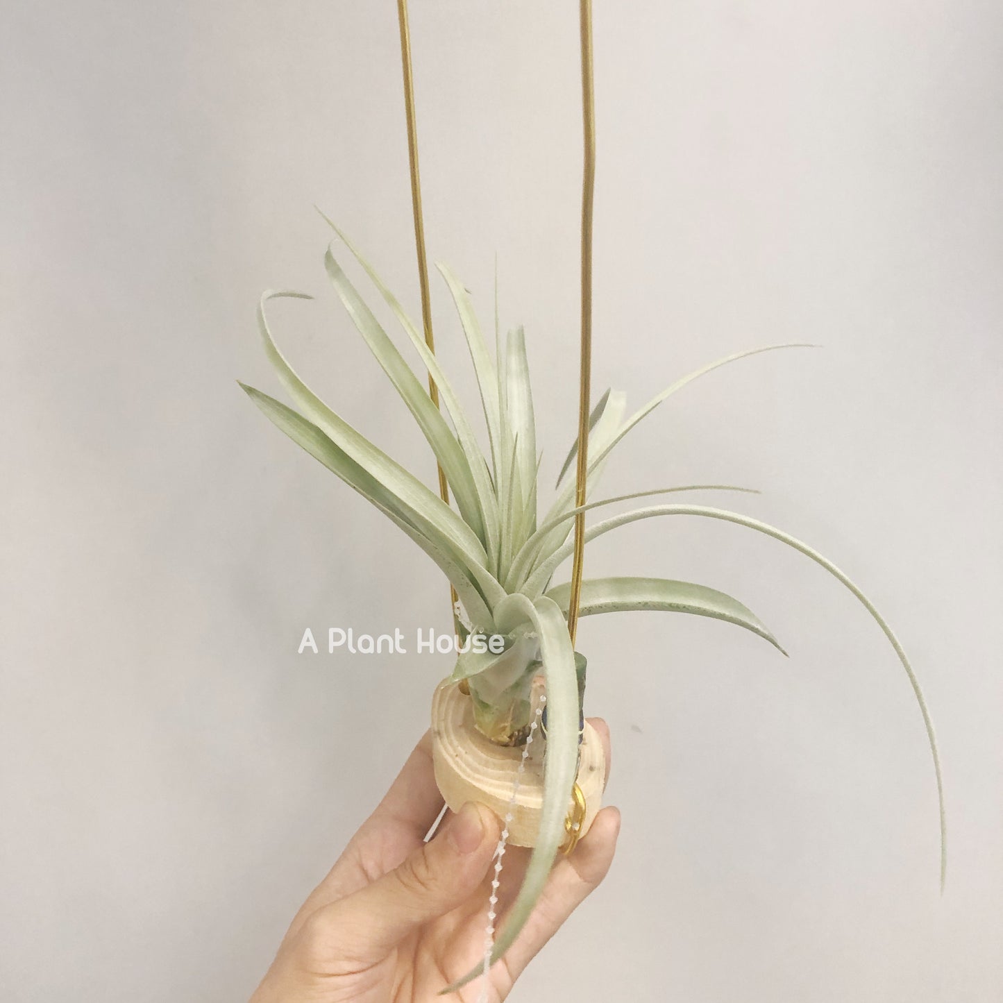 Tillandsia Exserta x Capitata