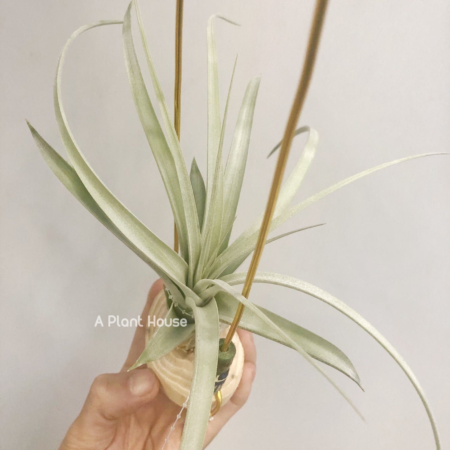 Tillandsia Exserta x Capitata