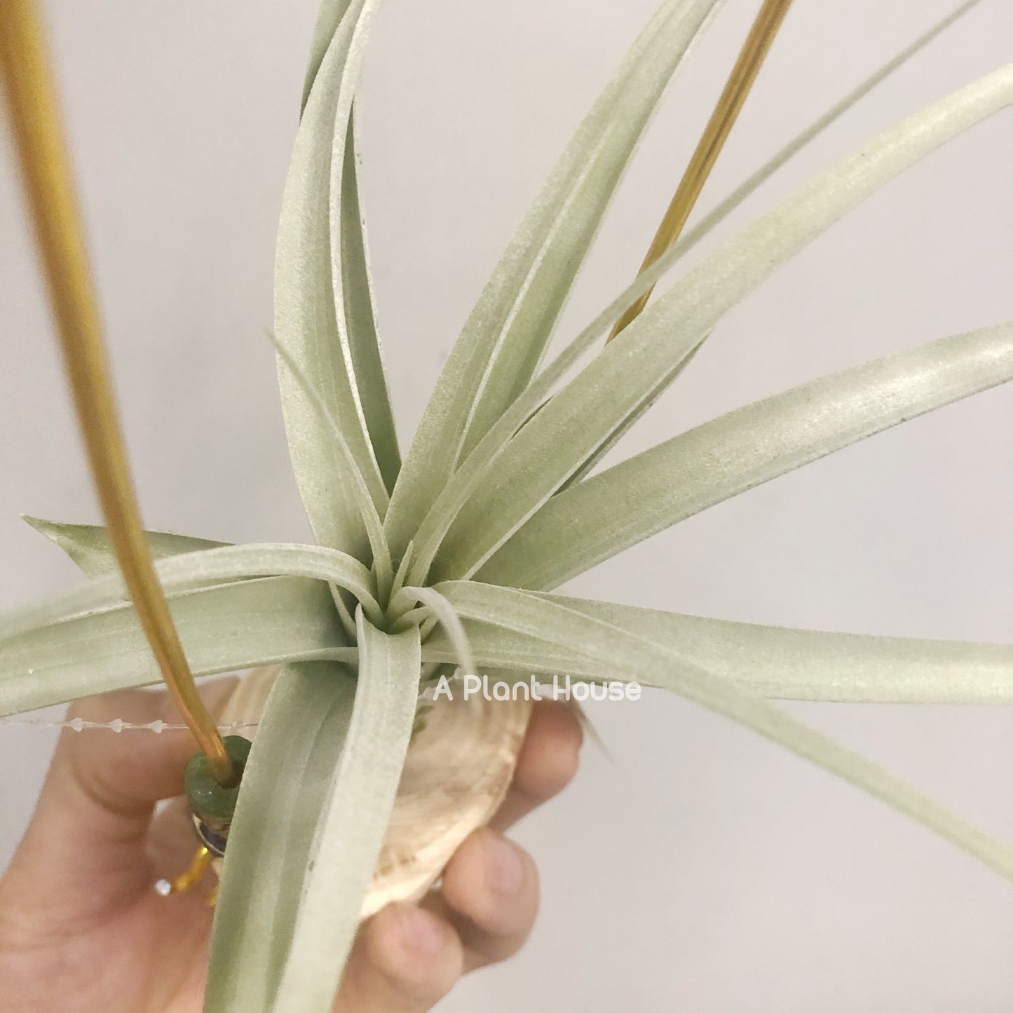 Tillandsia Exserta x Capitata