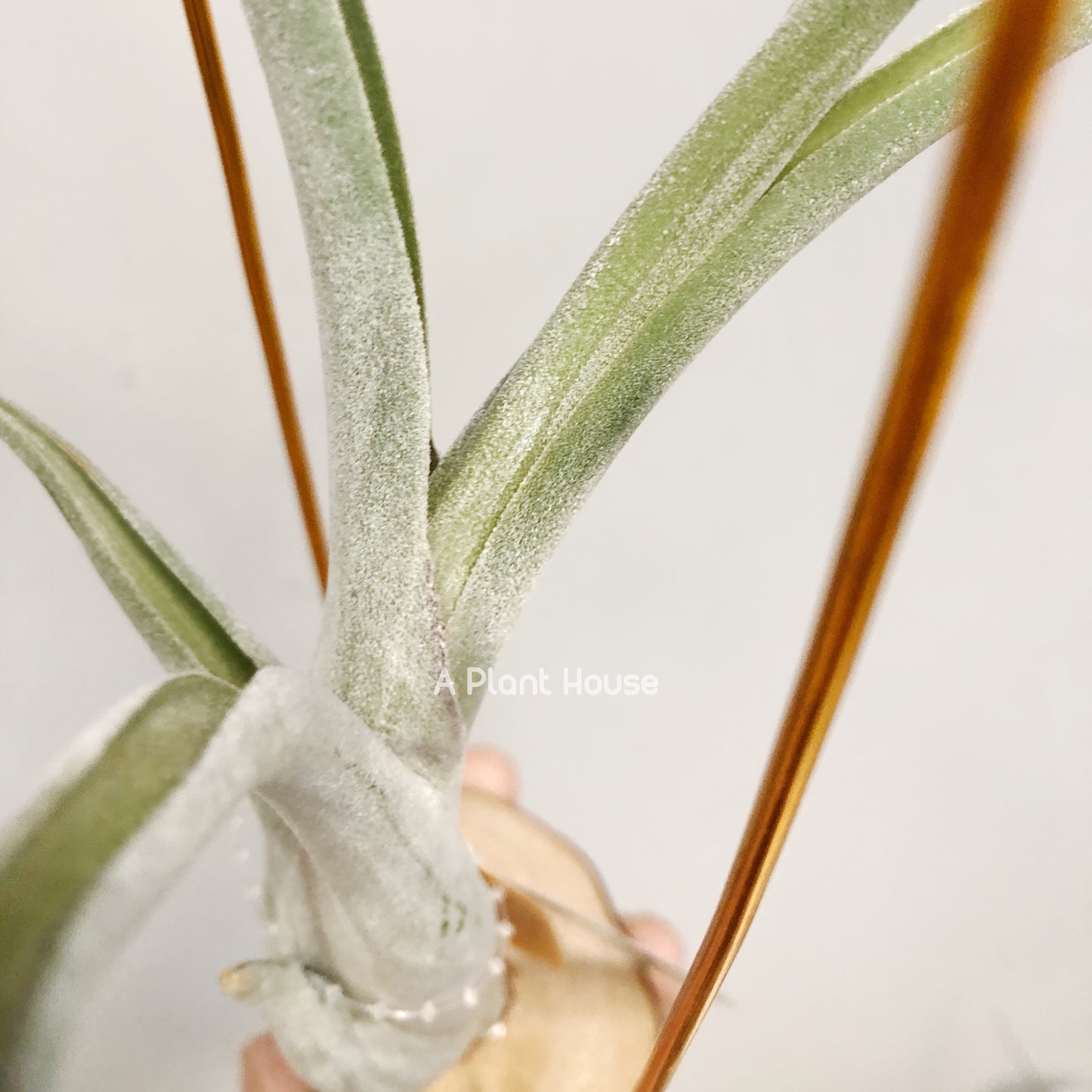 Tillandsia Sister Theresa