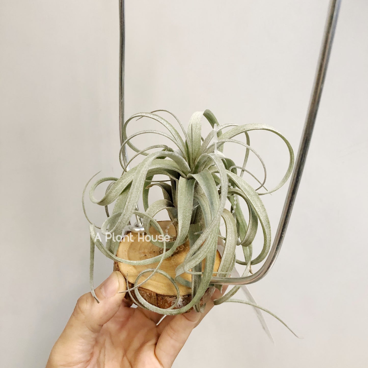 Tillandsia Heidi Gulz