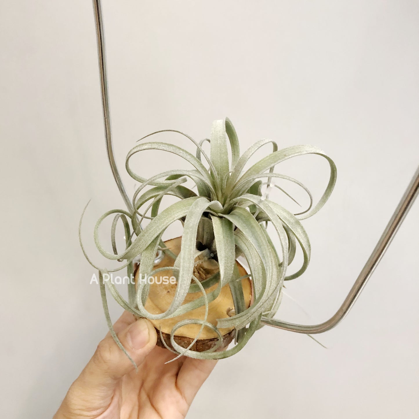 Tillandsia Heidi Gulz