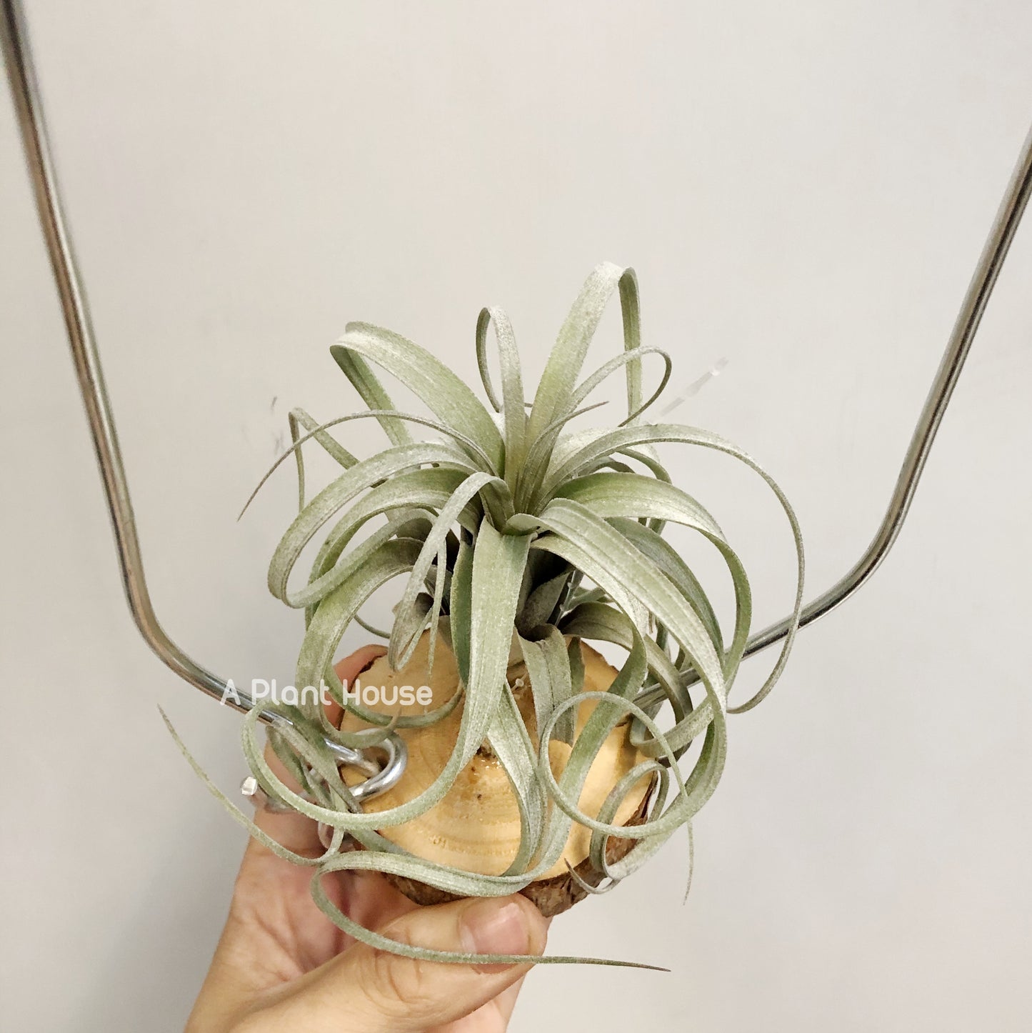 Tillandsia Heidi Gulz