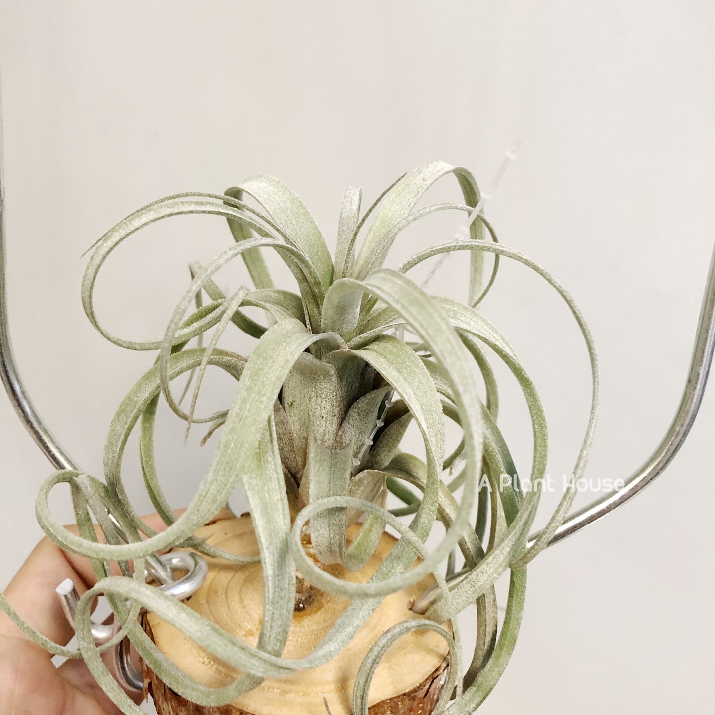 Tillandsia Heidi Gulz