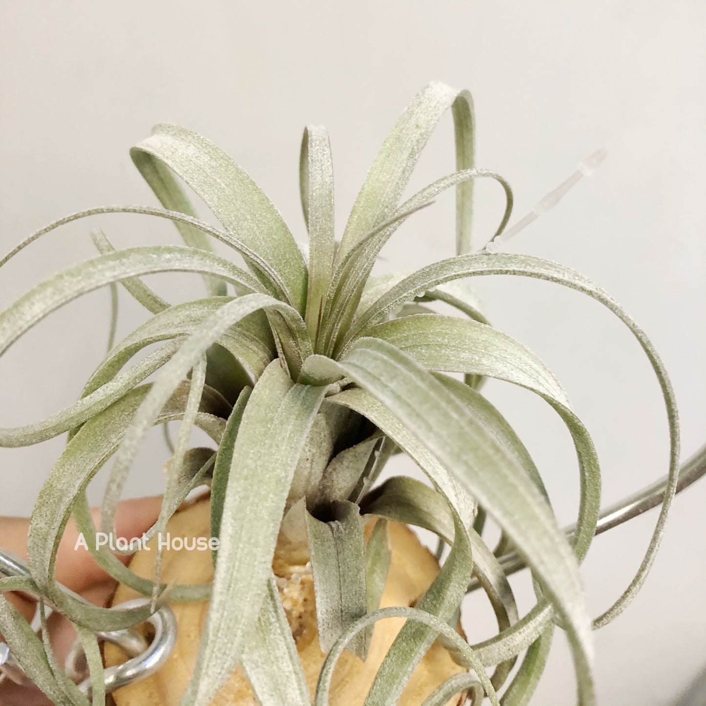 Tillandsia Heidi Gulz