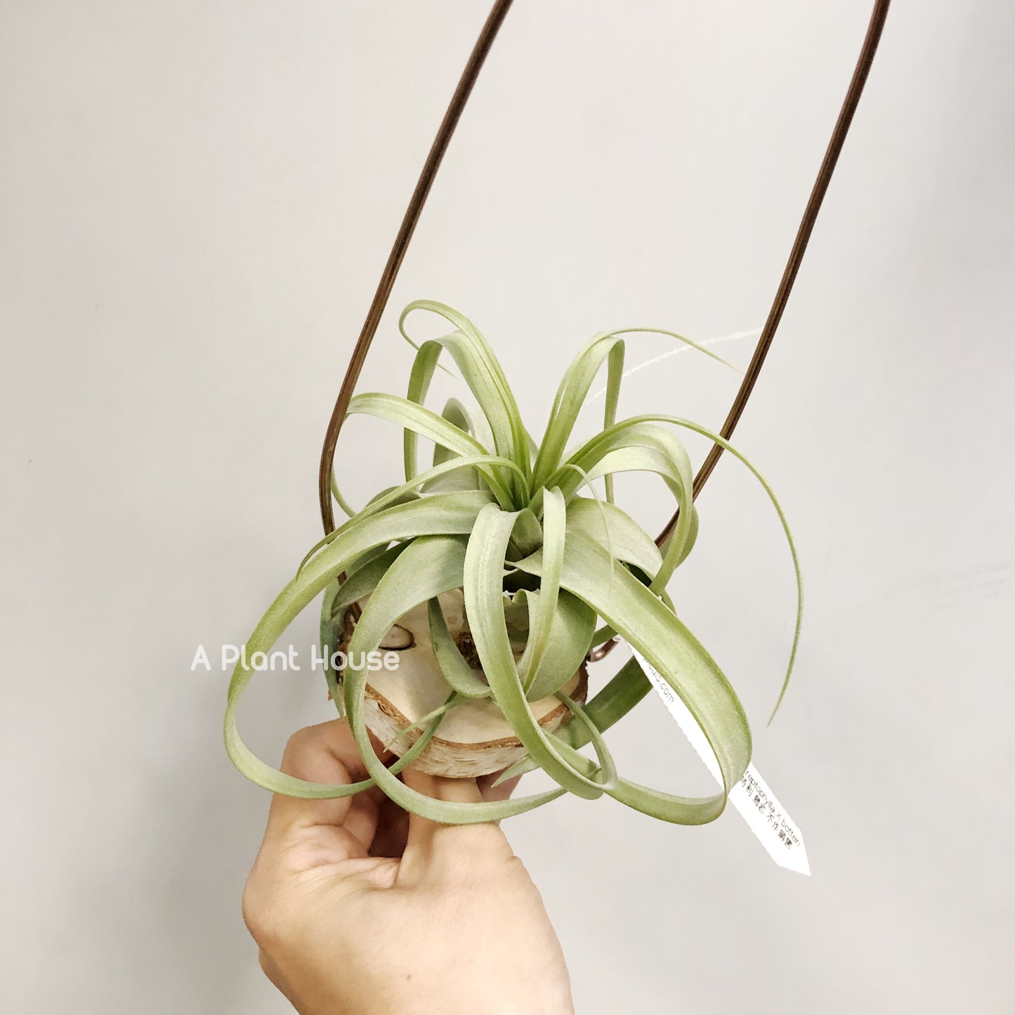 Tillandsia Dr. Dean