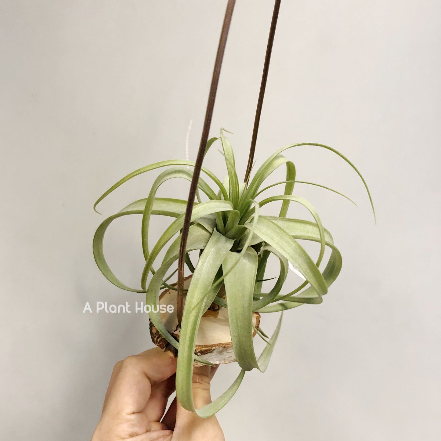 Tillandsia Dr. Dean