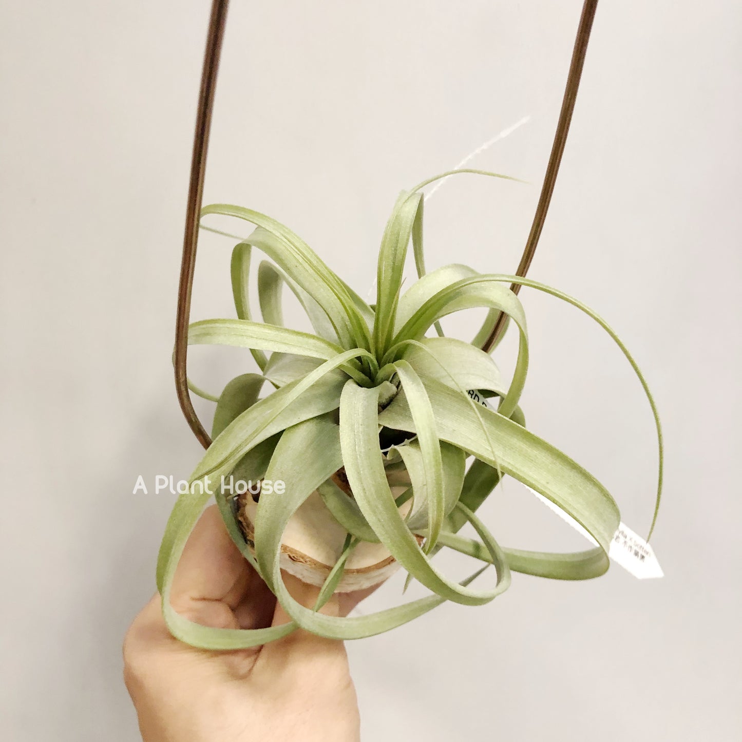 Tillandsia Dr. Dean