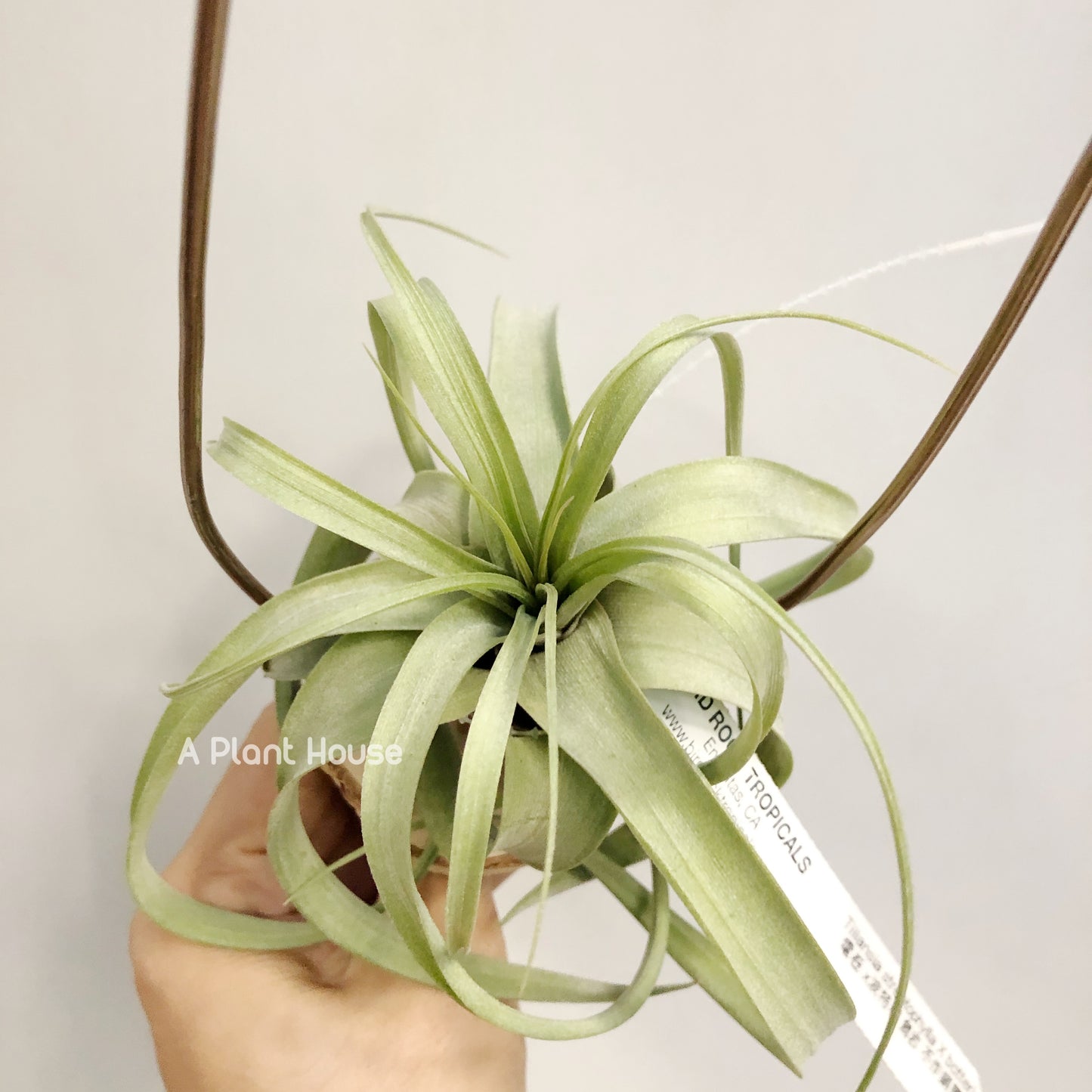 Tillandsia Dr. Dean