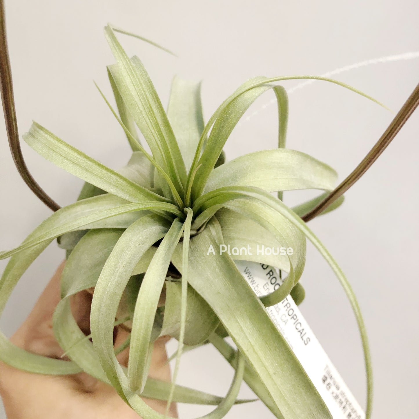 Tillandsia Dr. Dean