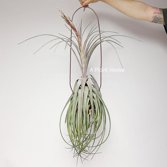 Tillandsia Streptophylla x Novakii