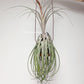 Tillandsia Streptophylla x Novakii