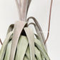 Tillandsia Streptophylla x Novakii