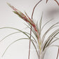 Tillandsia Streptophylla x Novakii