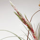 Tillandsia Streptophylla x Novakii