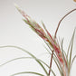 Tillandsia Streptophylla x Novakii